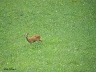 Capriolo