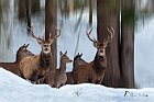 Cervi-gruppo-sfuocato