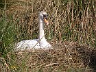 Cigno