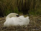 Cigno