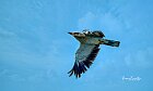 Fauna