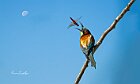 Gruccione-con-Crocothemis-erythraea