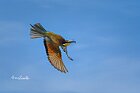Gruccione-evoluzione-in-volo