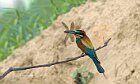 Gruccione-posatoio-con-Anax-imperator-1
