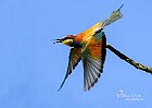 Coraciiformi