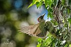 Fauna