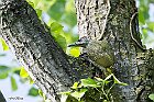 Picchio-verde-pullo-2