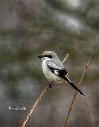 Averla-maggiore-pioppo