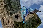 Ghiandaia-Marina-cavalletta