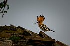 Upupa-cresta-alzata