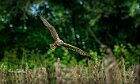 Falco-di-palude-plana-canneto