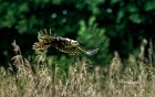 Falco-di-palude-rade-canneto