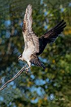 Falco-pescatore-5