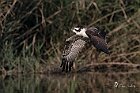 Falco-pescatore3