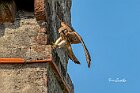 Gheppio-atterraggio-camino