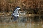 Airone-pesce-in-volo