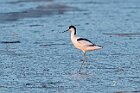 Avocetta