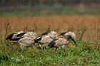 Ibis-sacri-pascolo-1