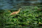 Sgarza-ciuffetto-su-Nuphar-lutea