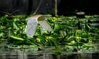 Sgarza-ciuffetto-vola-su-Nuphar-lutea