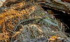 Lucertola-con-cavalletta-alata