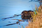 Nutria