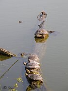 Tatarughe