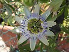 Passiflora