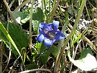 Genziana