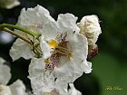 Catalpa speciosa