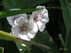 Flora