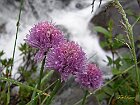 Armeria alpina