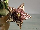 Stapelia