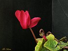 Ciclamino