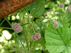 P5282043