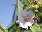 Malvaceae