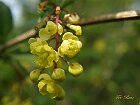 Stachyurus praecox