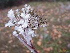 Brina su cornus