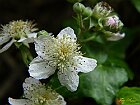 Fiore di rovo