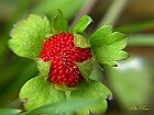 Fragola