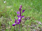 Orchidea acquatica