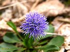 Vedovella celeste