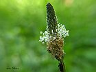 Plantago lanceolata
