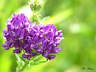 Erba medica