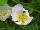 Rosa canina