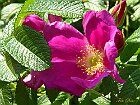 Rosa rugosa