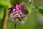 Aquilegia vulgaris