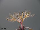 Cornus