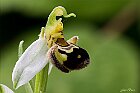 Ophrys apifera 2