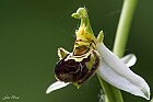 Ophrys apifera